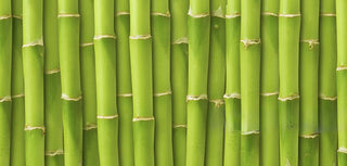 Bamboo: the future of durability and sustainability