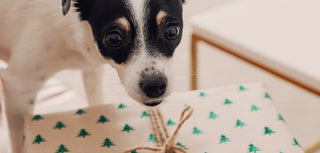 Common winter holiday hazards for pets