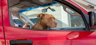 Car travel with pets: safety tips