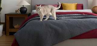 Cozy up in style with our pet-hair resistant quilt set