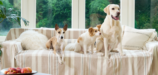 How to dog-proof your home