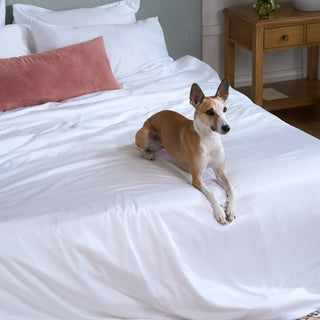 FURRFREE Bamboo Sheet Set & Duvet Cover - Pet Hair Repellent for Dogs/Cats Family - Final Sale