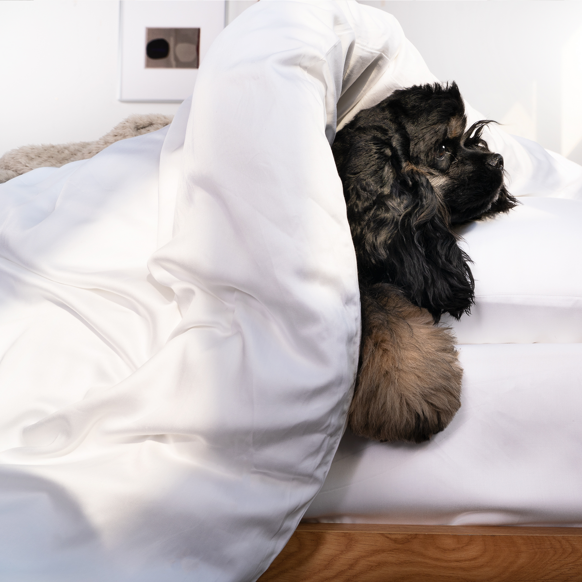 Image showcasing Bamboo Duvet Cover Set- Pet Hair Repellent for Dogs/Cats Family - Fina ...
